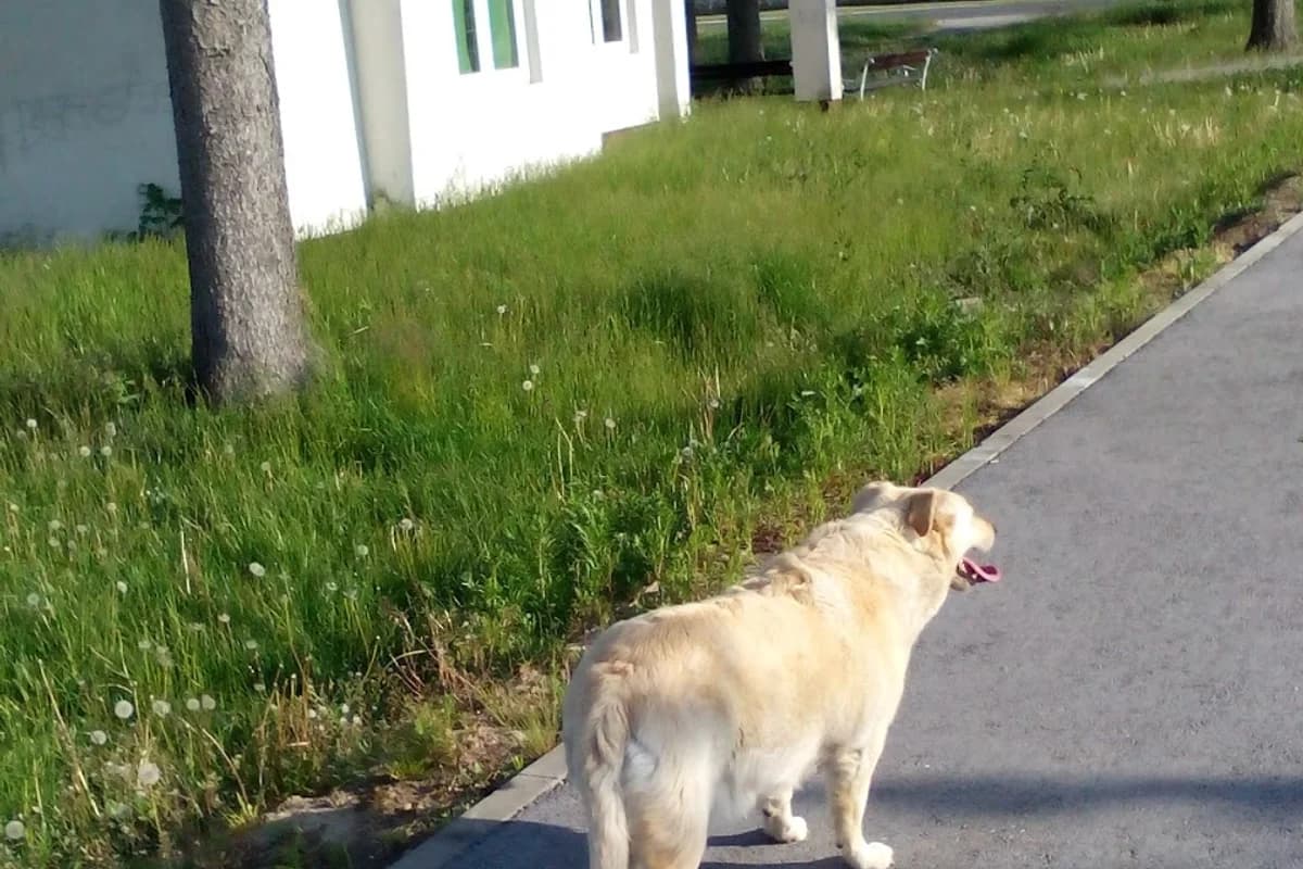 Željeznička stanica Novo Selo Rok